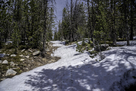 Snowy Hiking Trail with pine trees in the Elkhorn Mountains photo