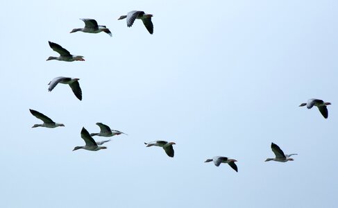 Geese wild geese flying photo