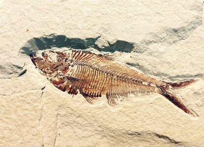 Fish petrified prehistoric times photo