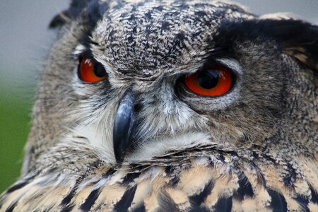 Bird animal nocturnal