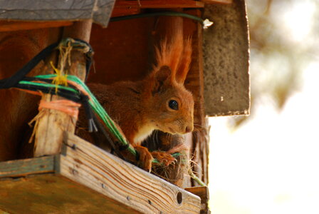 Squirrel sitting in a bird house photo