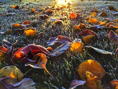 Leaves fall frost