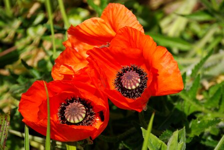 Papaver rhoeas nature field