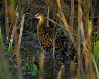 King Rail at Clarence Cannon National Wildlife Refuge photo