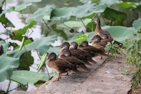 Nature funny family