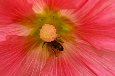 Bee nectar pistil