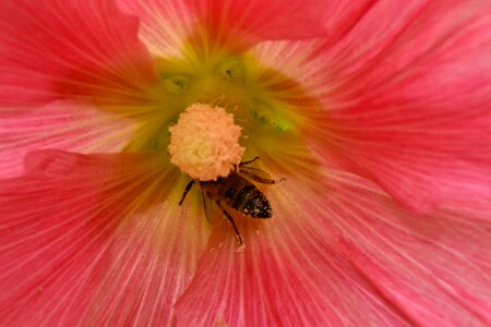 Bee nectar pistil photo