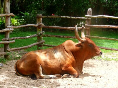 Zebu horn ranch photo