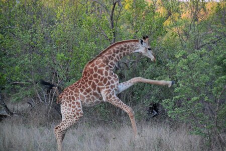 Safari africa national park