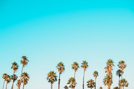 Palm Trees in the Blue Sunny Sky photo