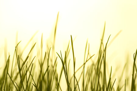 Grass photo