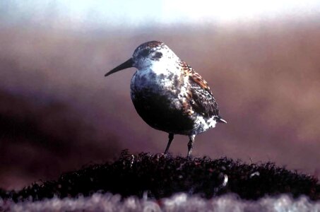 Rock Scolopacidae 