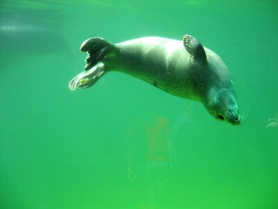 Animals north sea water creature photo
