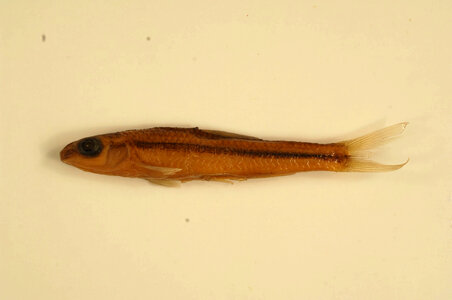 Hybopsis amblops