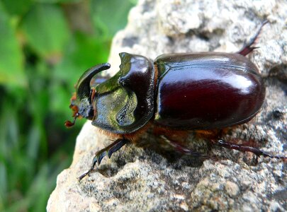 Animal nature bug