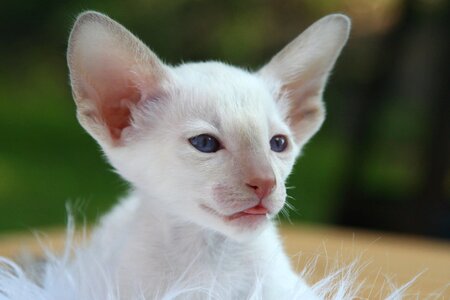 Adorable animal animals