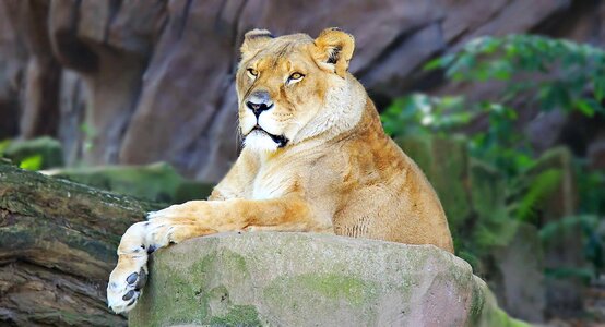 Africa animal carnivore