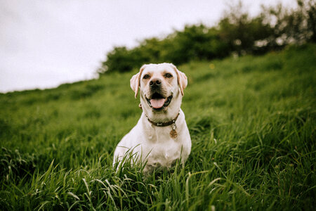 White Labrador Outdoors in Green Grass photo