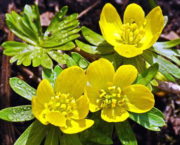 Blossom flora flower