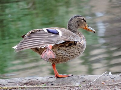 Feather mallard wildlife photo