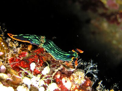 Underwater water maldives