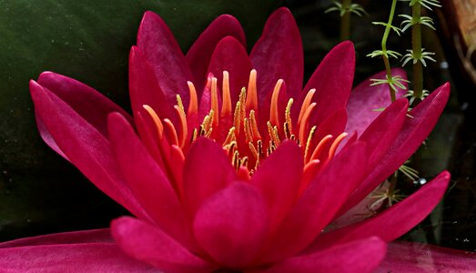 Beautiful Flowers beautiful photo blooming