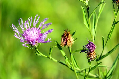 Beautiful Flowers bloom blooming