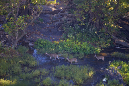 White-tailed deer walk in shallows of the Potomac River photo