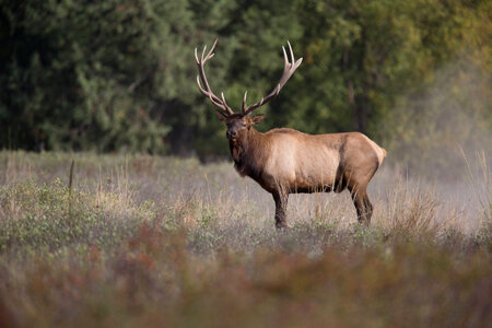Bull Elk in profile photo