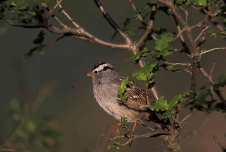 Sparrow tree white photo