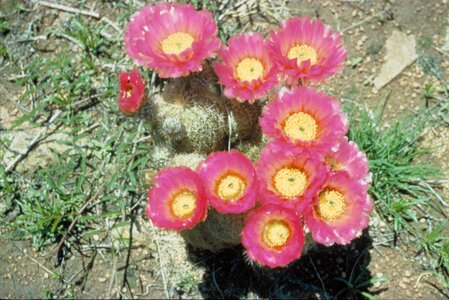 Barrel blossom cactus photo