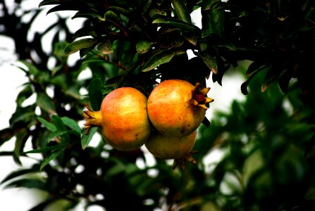 Fresh sweet nutrition