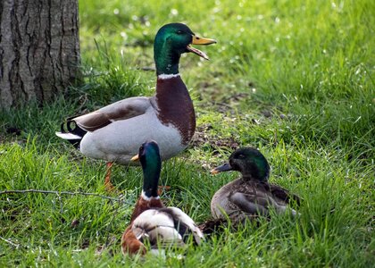 Animal aquatic bird avian