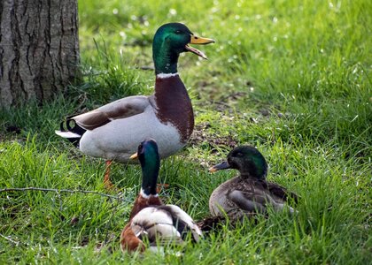 Animal aquatic bird avian photo