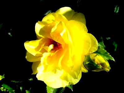 Blossom pink yellow