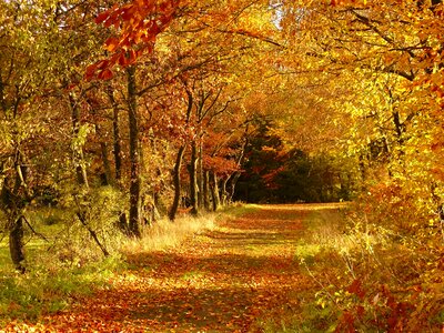 Autumn autumn season bench photo