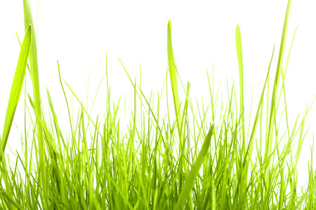 spring green grass