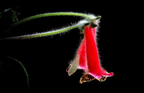 Beautiful floral natural
