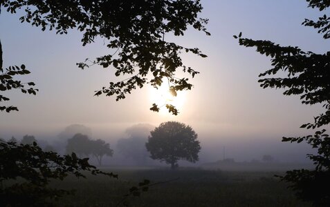 Flora fog foggy photo