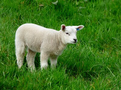 Grass green sheep