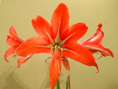 Amaryllis beautiful beautiful flowers