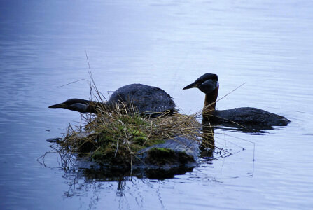 Red-necked Grebes photo