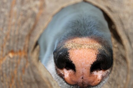 Animal canine knothole photo