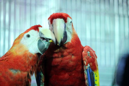 Two Macaws Together photo