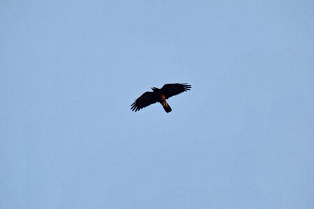 Blue Sky crow flying photo
