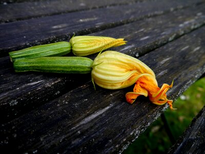 Bloom flower vegetables