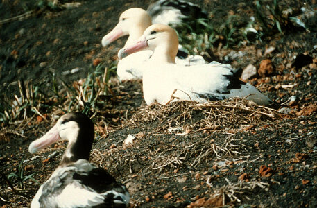 Short-tailed Albatross Nesting-2 photo