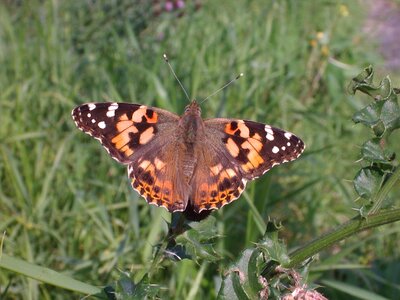 Butterfly painted lady nature photo