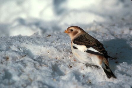 Breeding Emberiza schoeniclus Plectrophenax nivalis photo