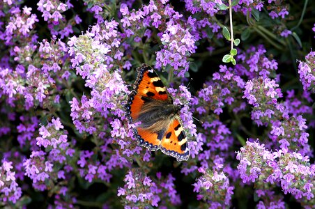 Butterfly insects summer